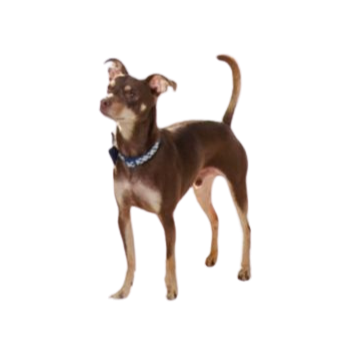 Our Mascot Puppy